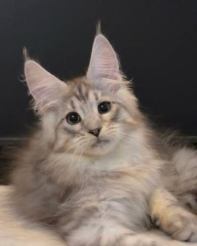 Morris, a black silver Maine Coon male kitten with tall tufted ears
