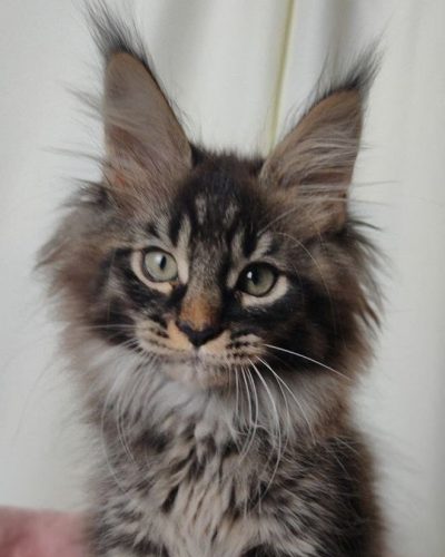 Black/Brown Tabby Maine Coon