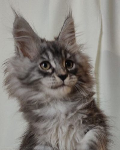 Black Silver Tabby Female Maine Coon