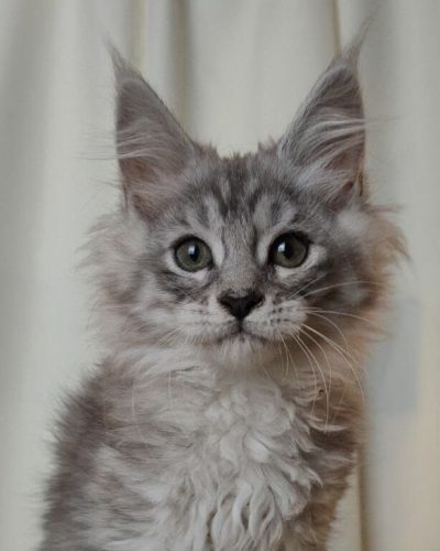 Janna Black Silver Tabby Maine Coon