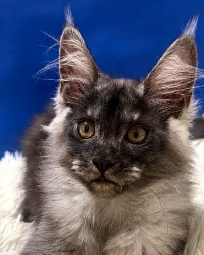Samuel Black Smoke Male Maine Coon