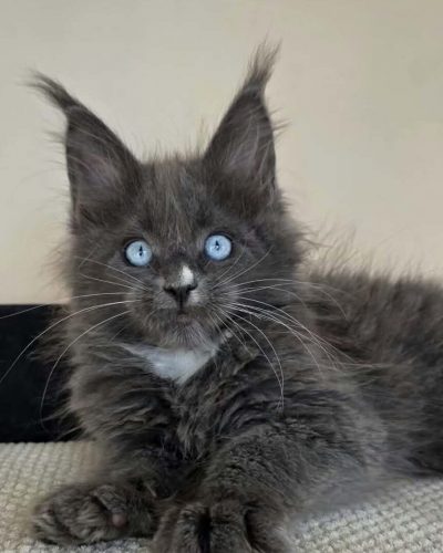 Blue-eyed Maine Coon female