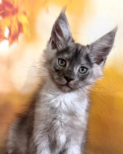 Tobi Polydactyly black smoke Maine Coon