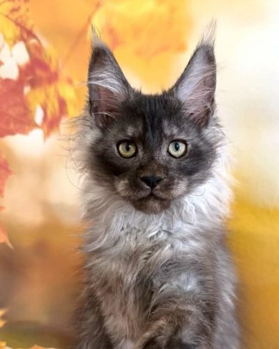 Sam Polydactyl black smoke Maine Coon
