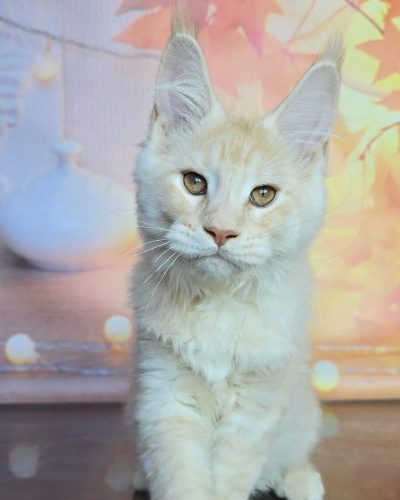 Sunbeam red silver tabby Maine Coon