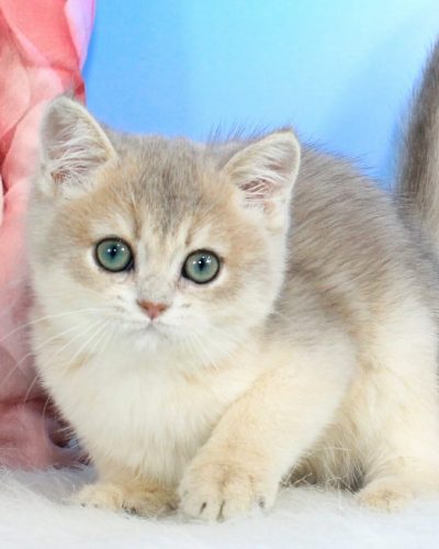 Tom, British Shorthair kitten