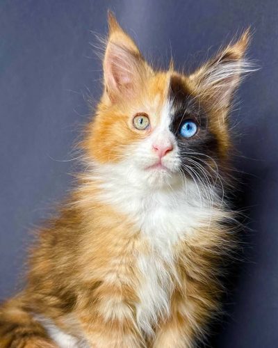 odd-eyed black tortie Maine Coon kitten
