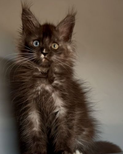 Lisa Odd-eye female Maine Coon