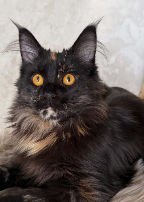 Renata Black tortie Maine Coon female