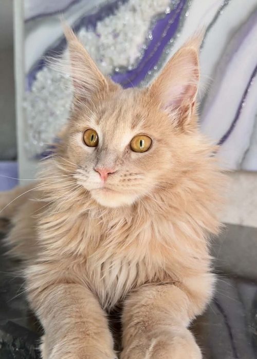 Rita Cream Maine Coon