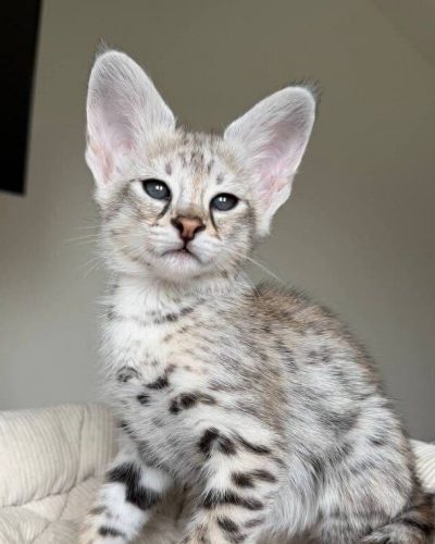 Jon Snow F1 Savannah Male