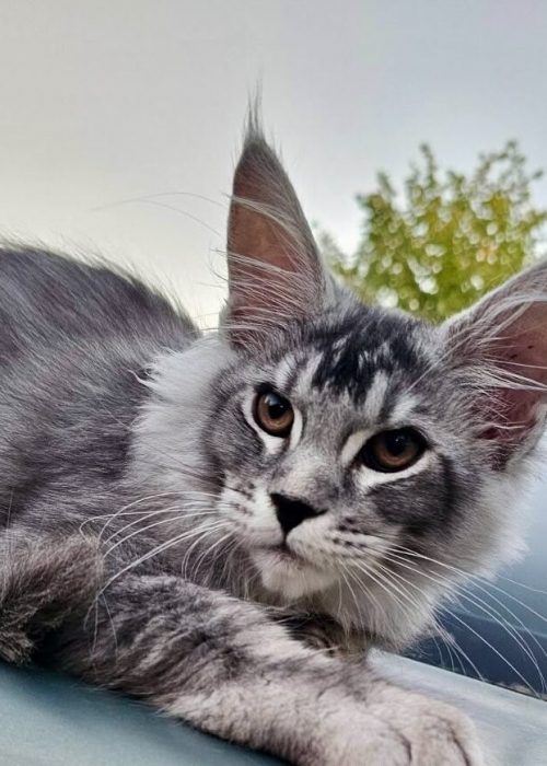Finik Black Silver Tabby Maine Coon