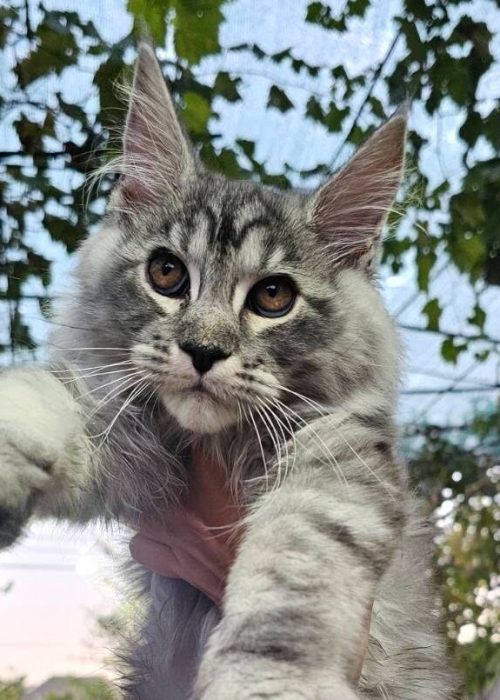 Forest Black Silver Tabby male Maine Coon