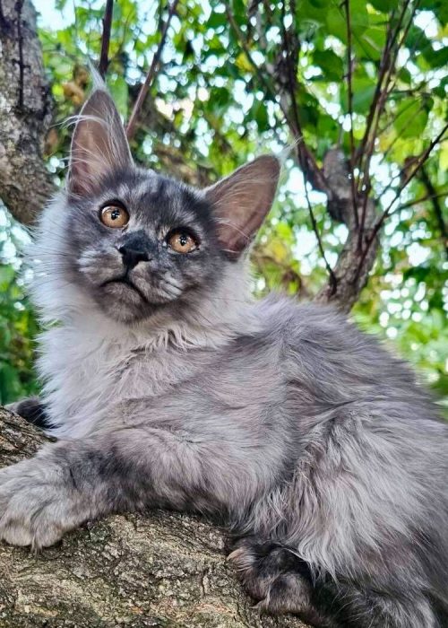Frida Black Smoke Female Maine Coon
