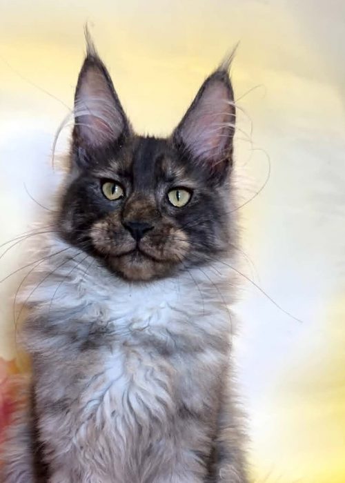Rosman Black Smoke male Maine Coon