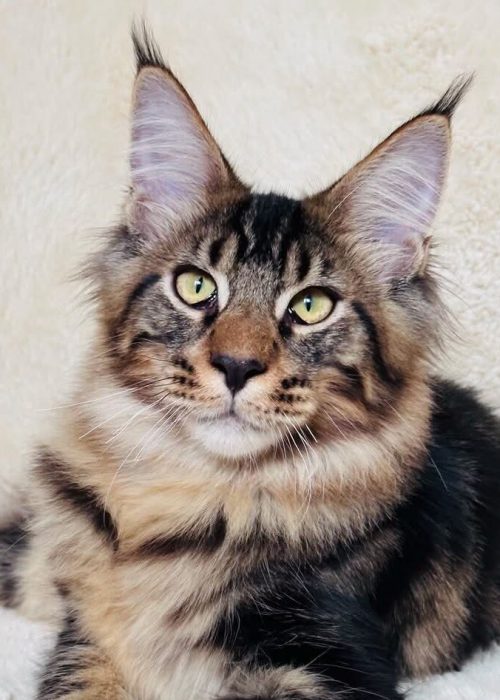 Ignor Black/Brown Tabby Maine Coon male