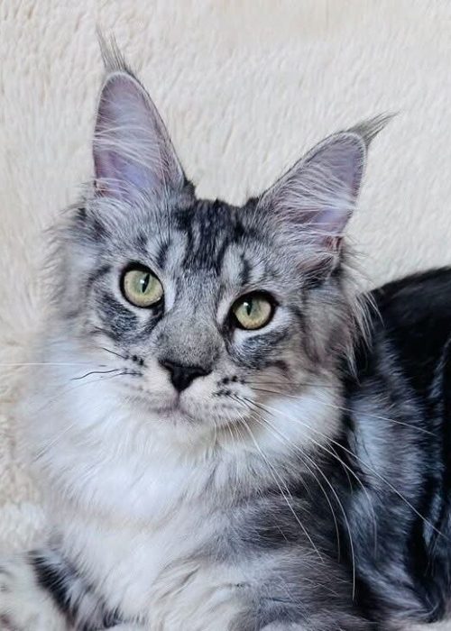 Irma Black Silver Tabby Maine Coon