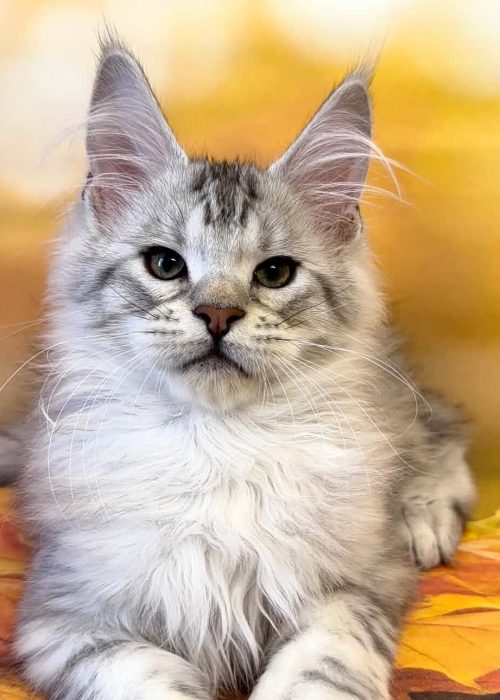 Toy, a black silver tabby Maine Coon kitten.