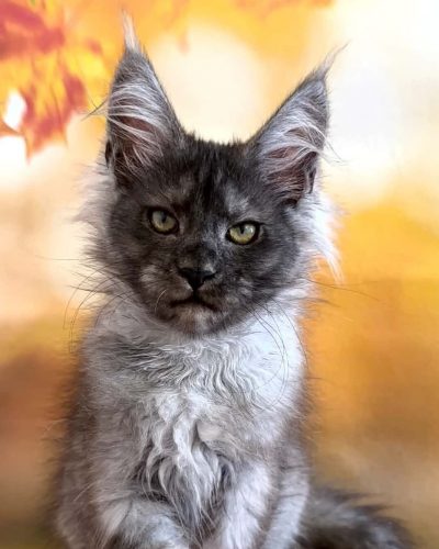 Sabina, a female black smoke Maine Coon kitten