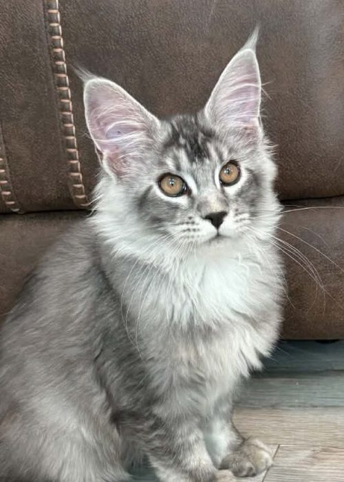 Forest.black silver tabby Maine Coon male