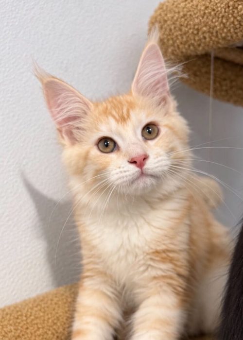Simba Red Silver male Maine Coon