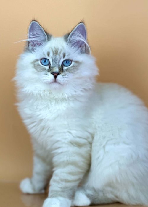 Aramis Siberian Male kitten