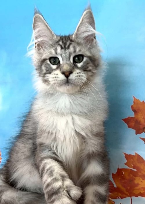 Uriel black silver polydactyl Maine Coon male