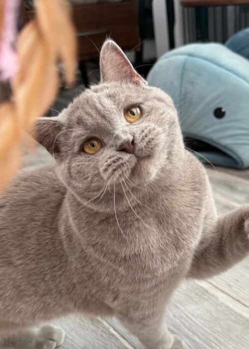 Ummi British Shorthair kitten