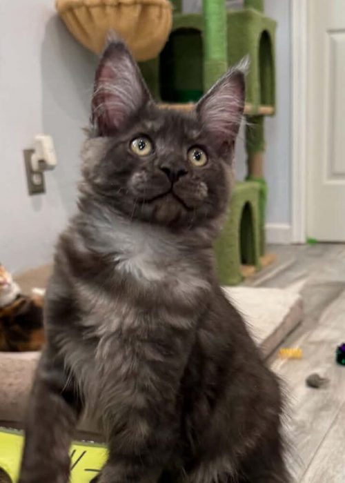 Ghost black smoke male Maine Coon kitten