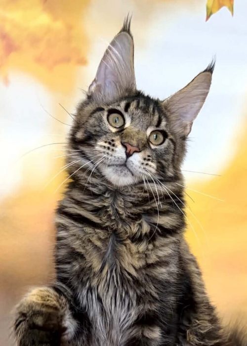 Boss black brown tabby male Maine Coon