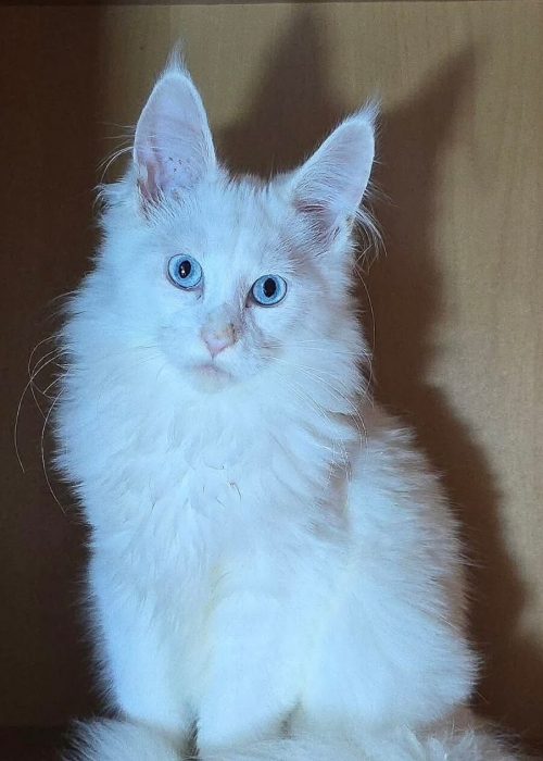 Arctic white male Maine Coon
