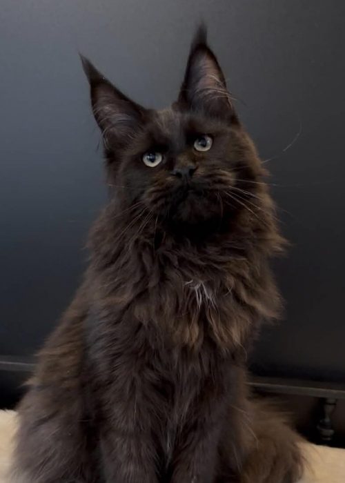 Irakly black Maine Coon male