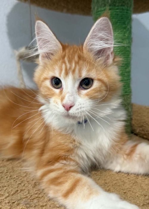 Finn red and white Maine Coon male