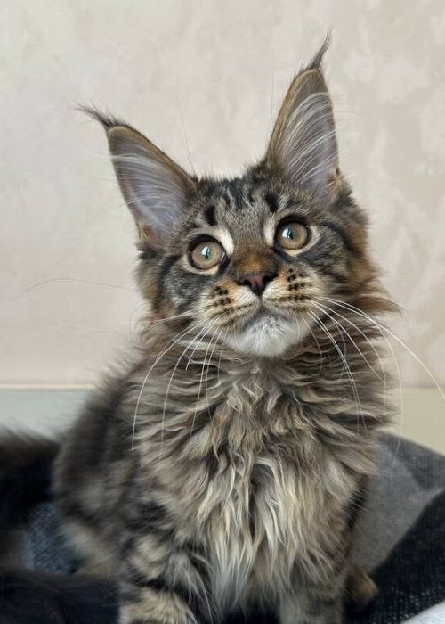 Gerda black brown tabby female Maine Coon