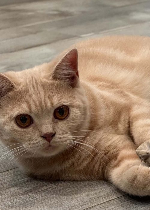 Yukito red tabby British Shorthair male