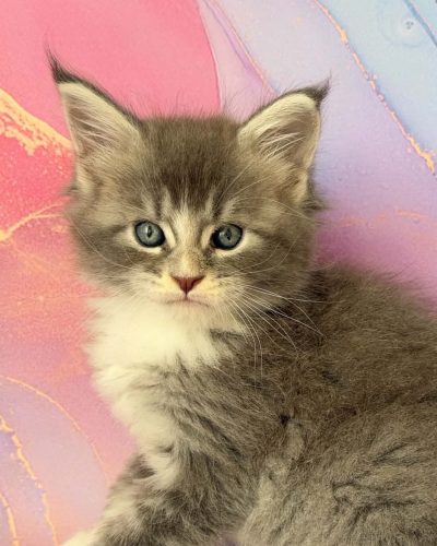 Rexi blue silver tabby with white male Maine Coon
