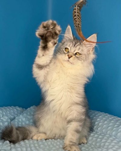 Tiam male Black Silver tabby Maine Coon