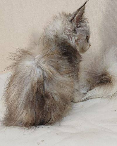 ab895482-5cc3-4b2b-8b7e-2c0a1e2017d8