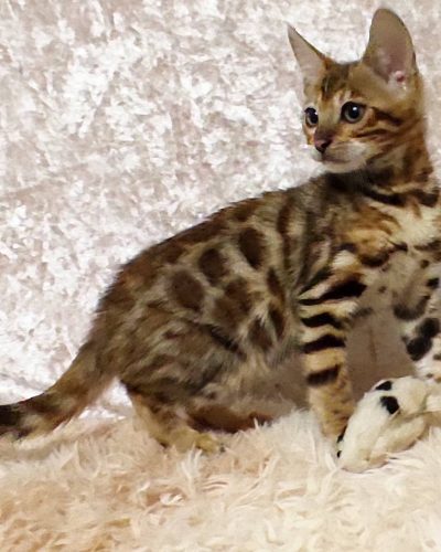 att.-Shi4frjaiLbYIsmHbLq2dCQytC9nux_tj_3eOqnclc