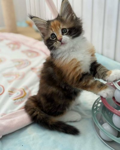 att.-T9Ms20otPqEb73kCtAynCJhcS4vcWXiTvs8KuQcuik