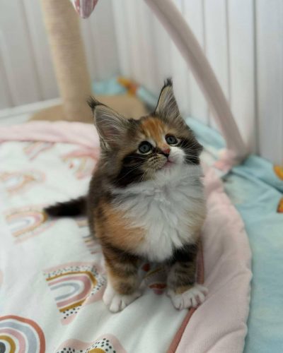 att.-vaNOAGP19PKyPmI7-y3Ed6rNk0kUCWj2ZCmM6_1dZE