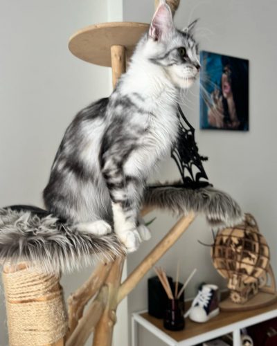 att.0ArzKI43Nd5-36uDcDzkOtmnaaQ2dIGj-KqDCkNH6w8