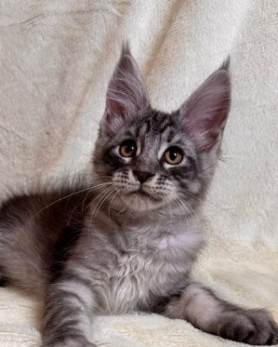 att.0TD0e6V830XiZfiO7xi5JG1XDzHDLE2fW0pBtroPT_g