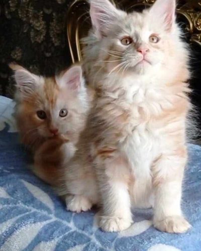 att.0eHMcYZRIOhzuksg-vsHXyvrC5DjV1Y_gM08VmbbKFI