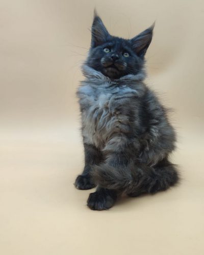 att.0uWYziFeArthqYEFPCpttYcrrOliUhAMjM8uf7S3X80