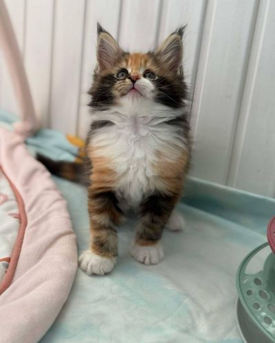 att.0w9cO7gTZ4sGYyXSdfMovRYktBaShjC4sgzsVnjFdc4