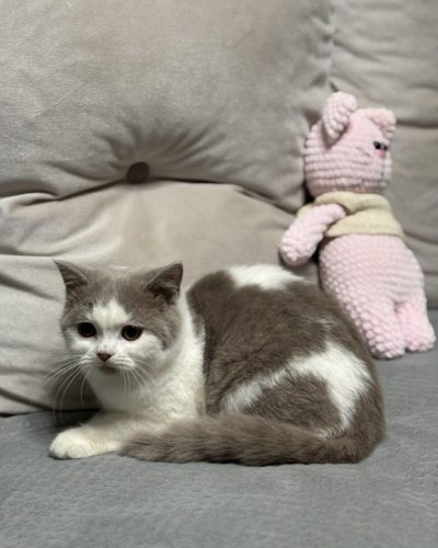 att.1AEAG5Jo0i7fYKkVpDCvf0Oel1PDN7psswvQ30ejzgI