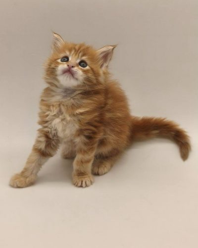 att.1Br5WCgskkRimMxRwrduN0anCR0YBwAtaK39-r8ptUs