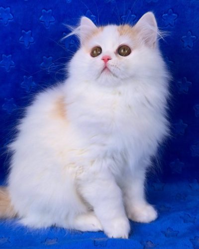 att.1G1u9V6SmgMuIzuFQFBXSqOB4TgVNHhLGCx4mOFQG60