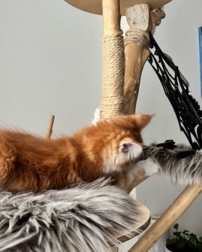 att.1Ogs8_wUUuxk8pexGw80GJcPy0wy0PFscBVAywKlSMY